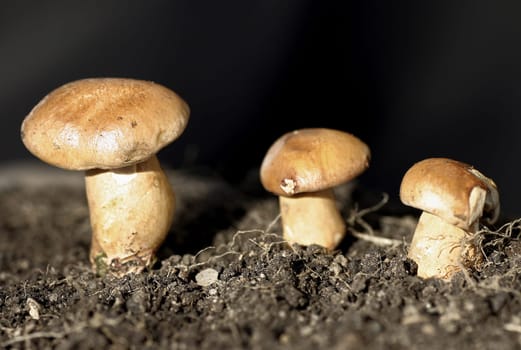 3 little men standing in the forest