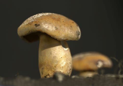 Mushroom