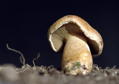 Mushroom perspective