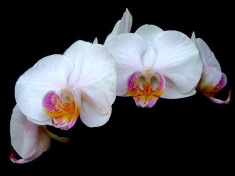 Phalaenopsis