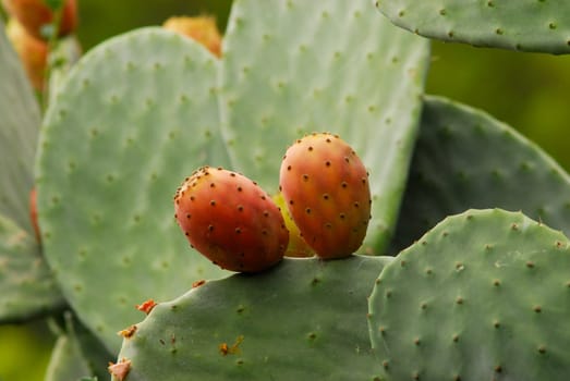 Prickly pears