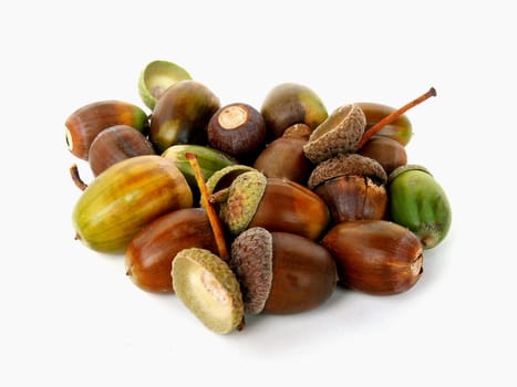 Acorns