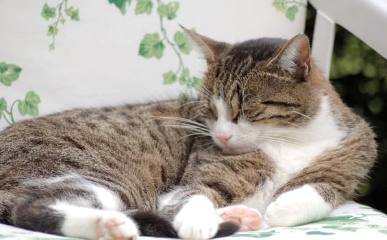 Afternoon nap 2
