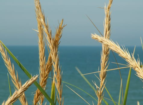 Beach grass