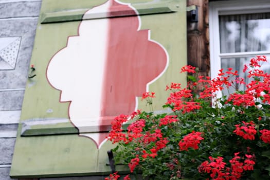 Geranium window