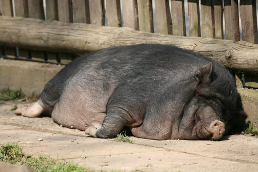 These pigs are mainly kept as pets in Vietnam