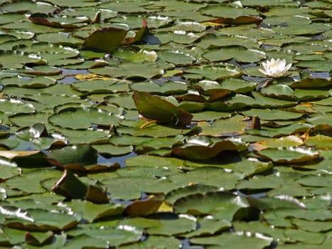 Bayeriscersee Seon
