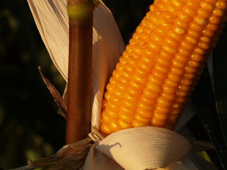 Corn macro