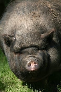 These pigs are mainly kept as pets in Vietnam