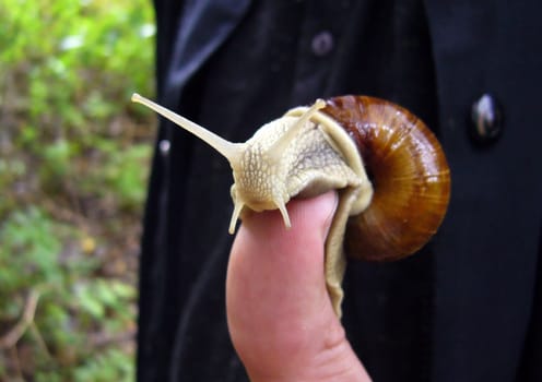 Snail