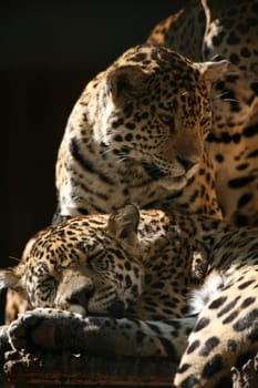Sleek,beautiful big cats