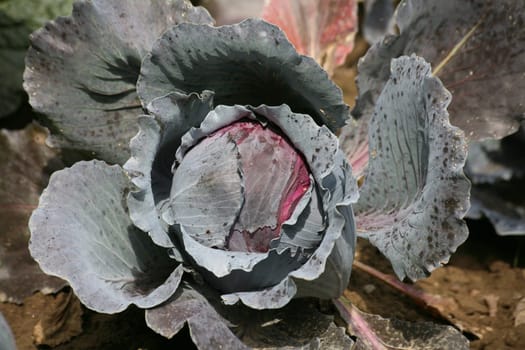 Growing vegetable cabbage