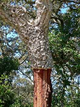 at luras,cork oak,cork oak