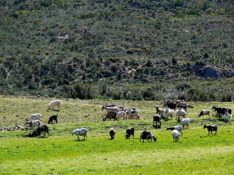 near Orosei,herd of goats,goats