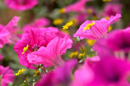 Summer in Brittany - sea of flowers