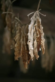 Tobacco leaves hung to dry