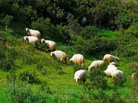 Sardinia,near Rudalza,sheep