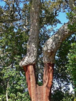 at luras,cork oak,cork oak