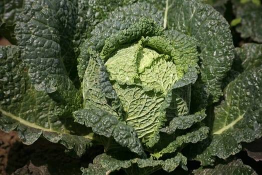 Heads of cabbage in a vegetable garden