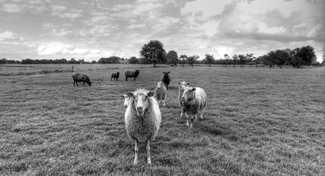 BAA