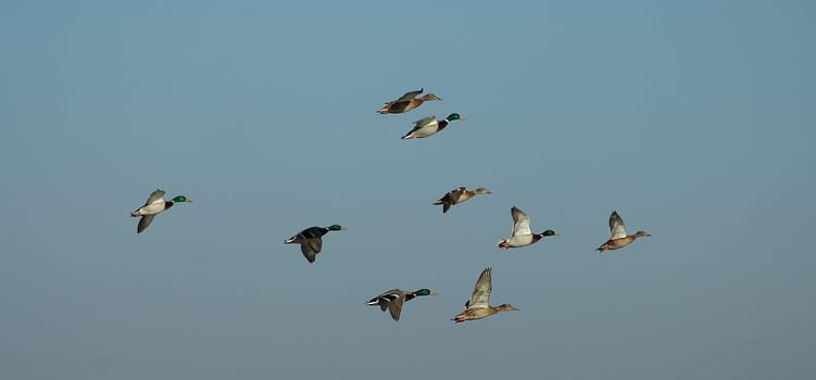 Flight lesson