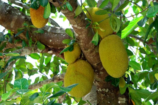 Fruits of the jackfruit tree Artocarpus heterophyllus,Brazil