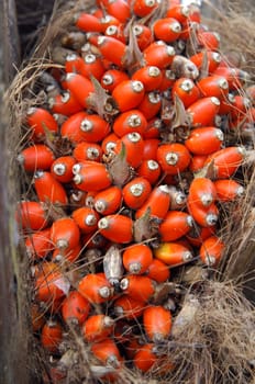Inflorescence,oil palm,Elaeis guineensis: