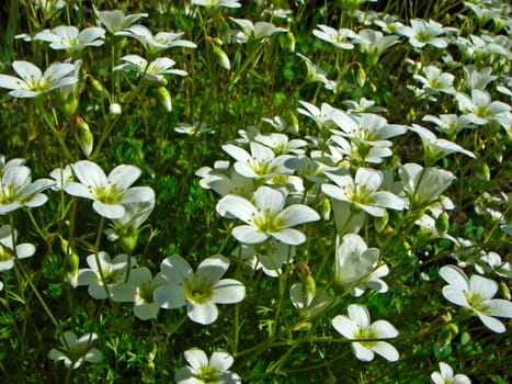 Moss saxifrage