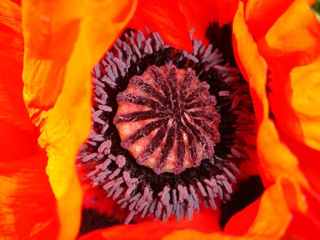 Poppy