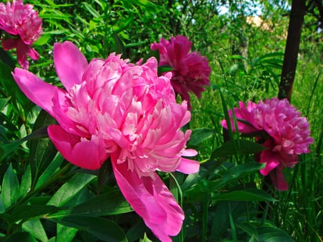 Peonies