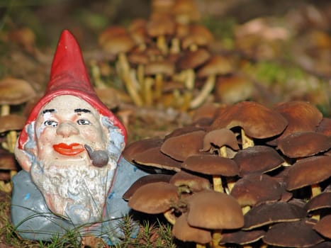 Fungal dwarf