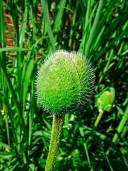 Poppy seed capsule