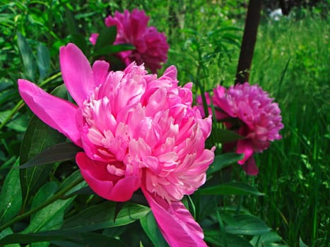Peonies
