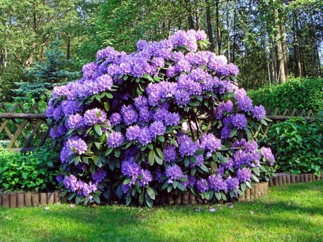Rhododendron in bloom