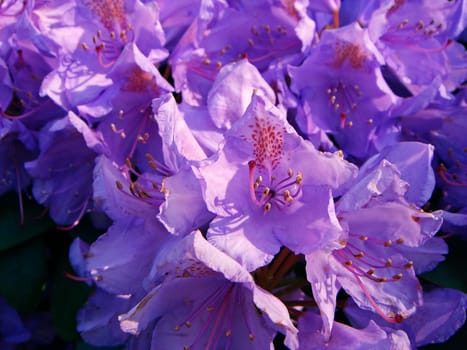 Rhododendron flower