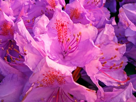 Rhododendron flower