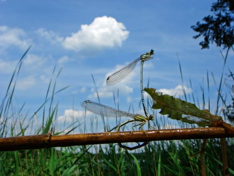 Dragonfly Wedding