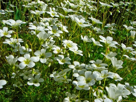 Moss saxifrage