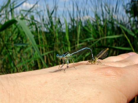 The blue one is the male,the yellow one is the female.