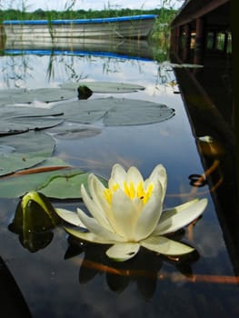Water lily