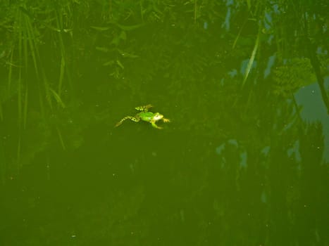 Frog in the pond
