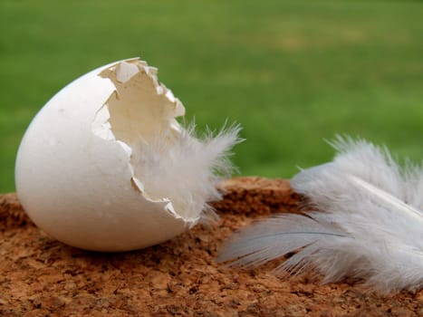 Hatched