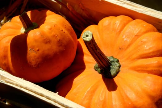 Pumpkins in a basket