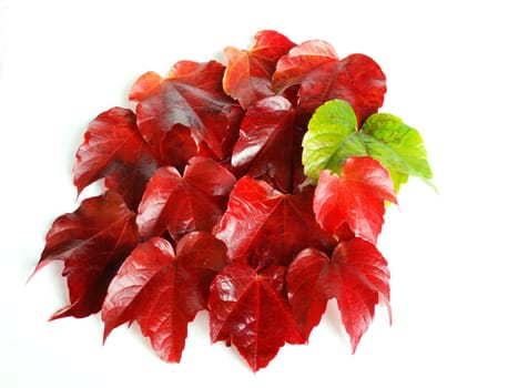 Autumn