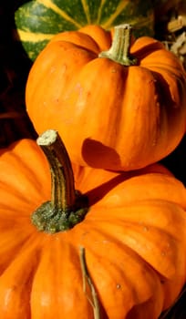 Pumpkin