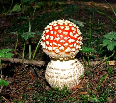 Fly agaric