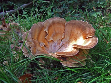 Mushroom