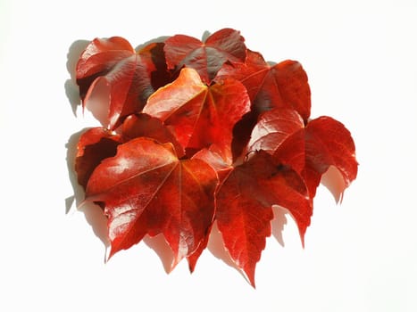 Autumn leaves