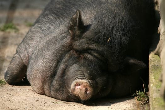 These pigs are mainly kept as pets in Vietnam