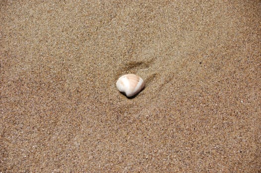 Shell in the sand